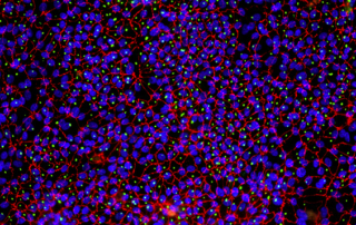 Image of cells